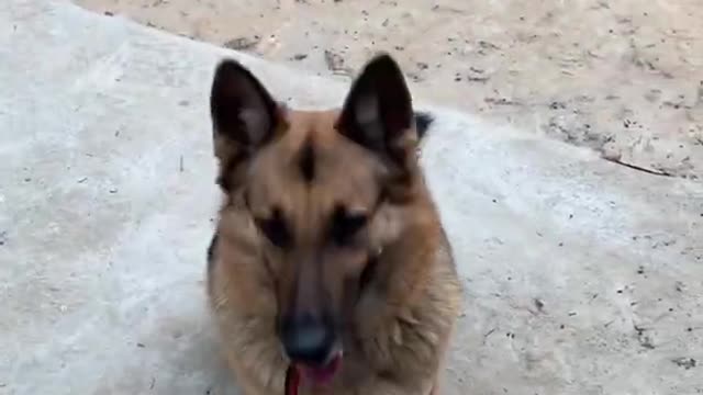 German shepherd performing command | German shepherd training #shorts #youtubeshortvideo