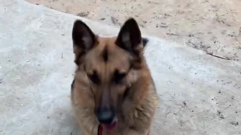 German shepherd performing command | German shepherd training #shorts #youtubeshortvideo