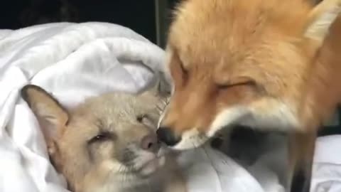 Cute Mother & Daughter Fox