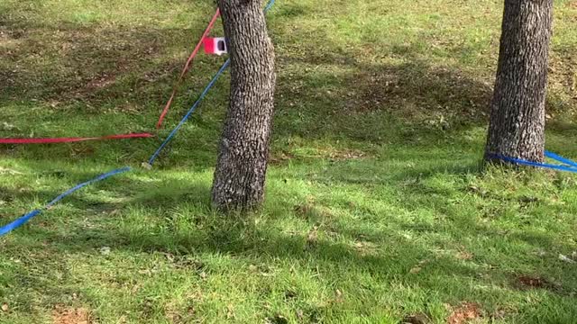 9 year old competing on his Montesa 260!