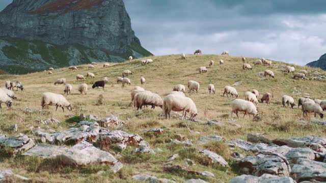 Whole hill is covered with a flock of sheep grazing in the grass