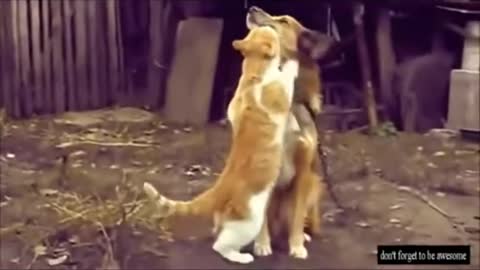 Best Of Crazy Funny Animal Video Compilation Cute Sweet Dog Cat