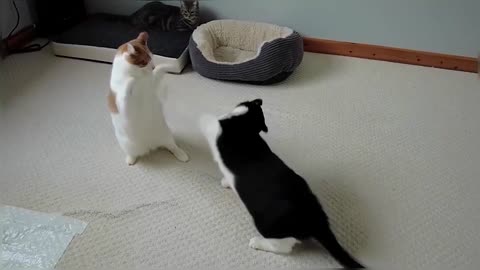 Cats Play Fighting (Compilation)