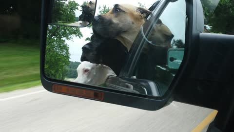 Great Danes in truck