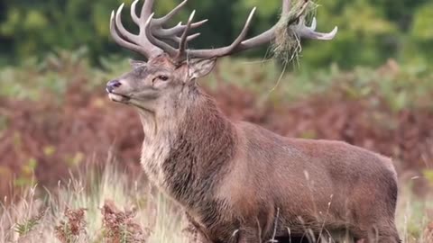 The red deer cries