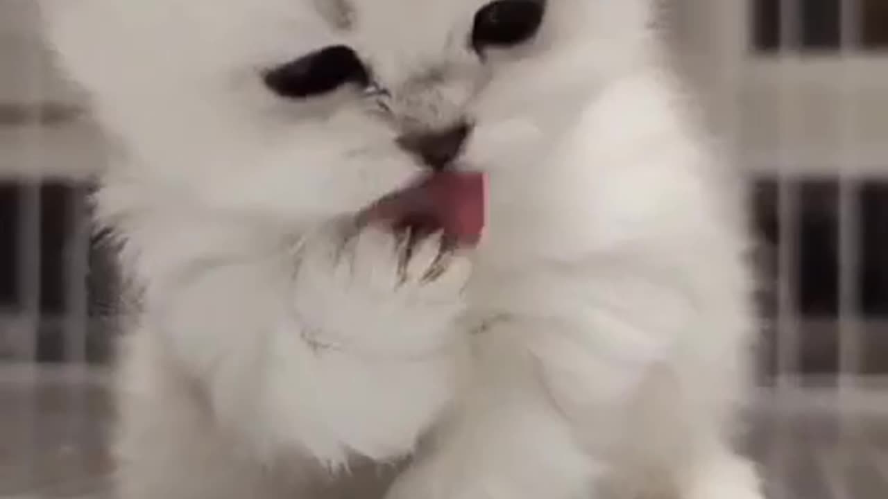 Funny animal video 01