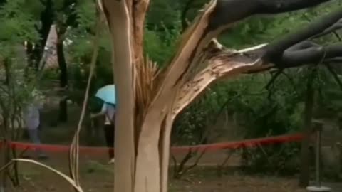 Tree hit by lightning