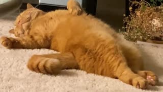 Kitty Curls Straight Back Up After Some Serious Stretching