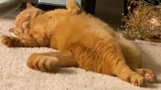 Kitty Curls Straight Back Up After Some Serious Stretching