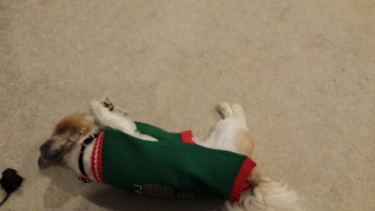 Rosie The Shihtzu Playing With Her String