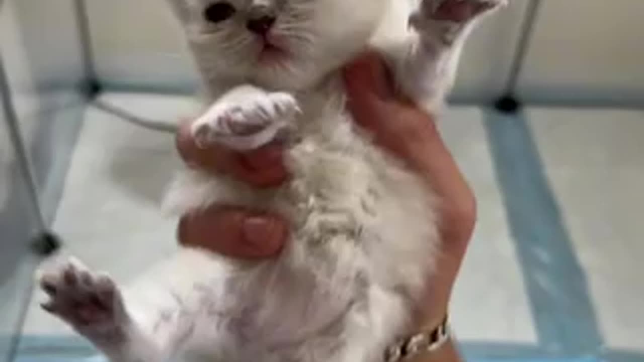 Babies kitten