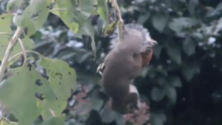 Hanging upside down eating sunflower seeds