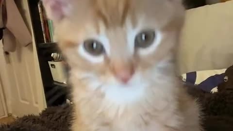 Very cute kitten 🐾 video 😍😺