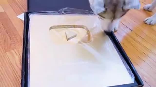smart cute dog