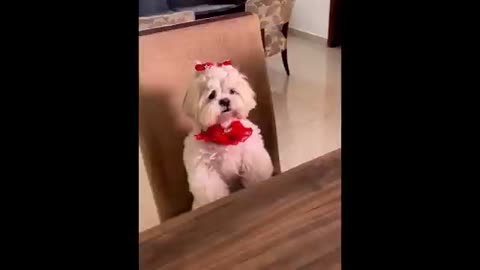 Funniest Cats and Dogs Videos 😺🐶