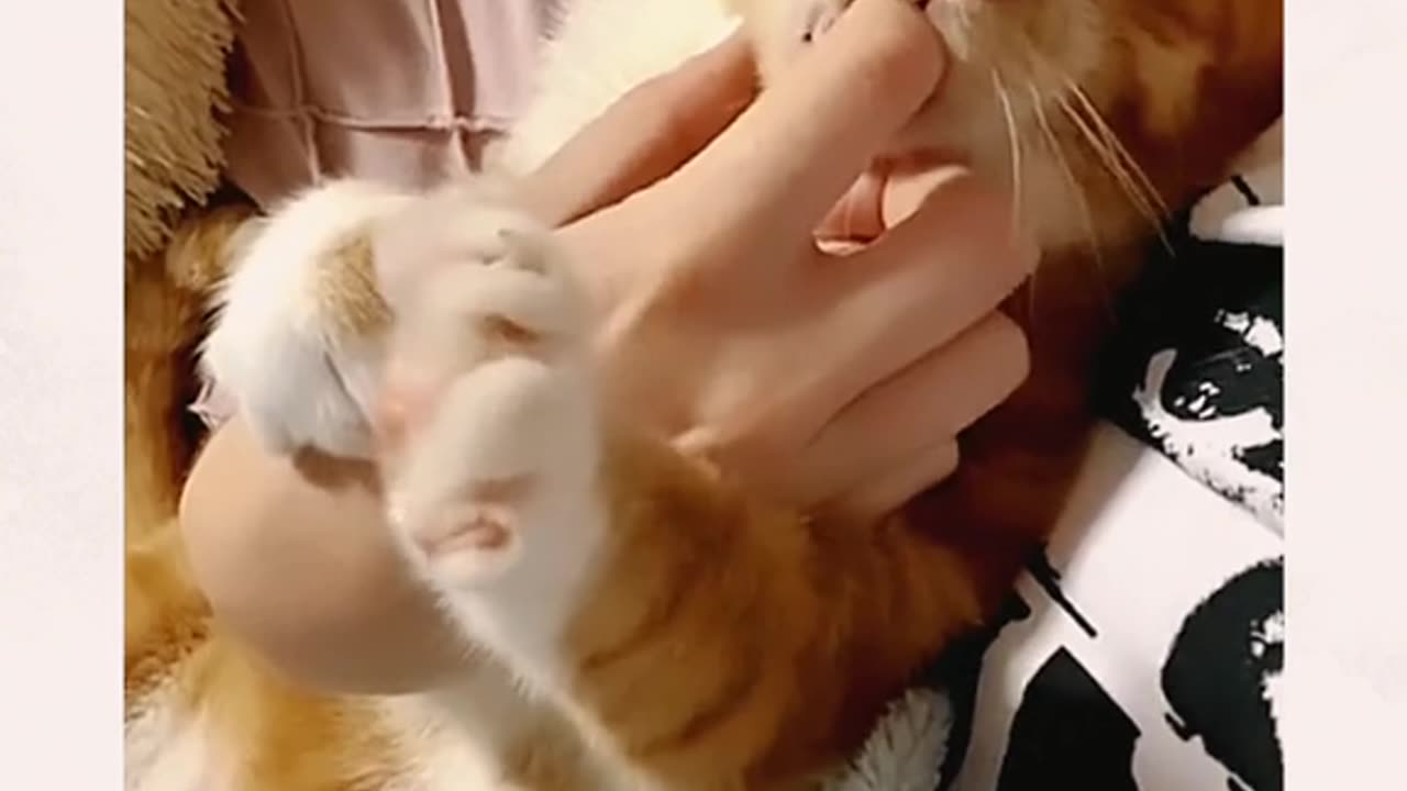 Would you like to have such a cute kitten?