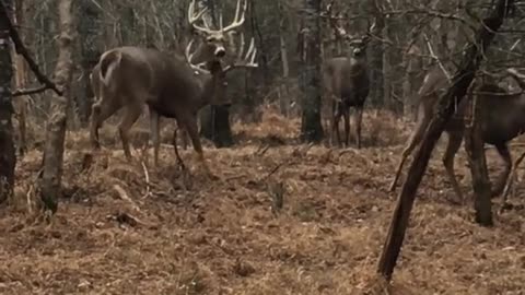 Only in the primeval forest can you see such