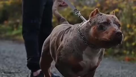 Sweet pitbull dog training viral video