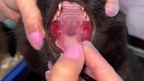 Cats periodontal diseas