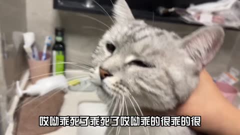 我家猫非赖在厕所看我洗澡，咋劝都不走还使劲犟嘴跟我吵！无语了！