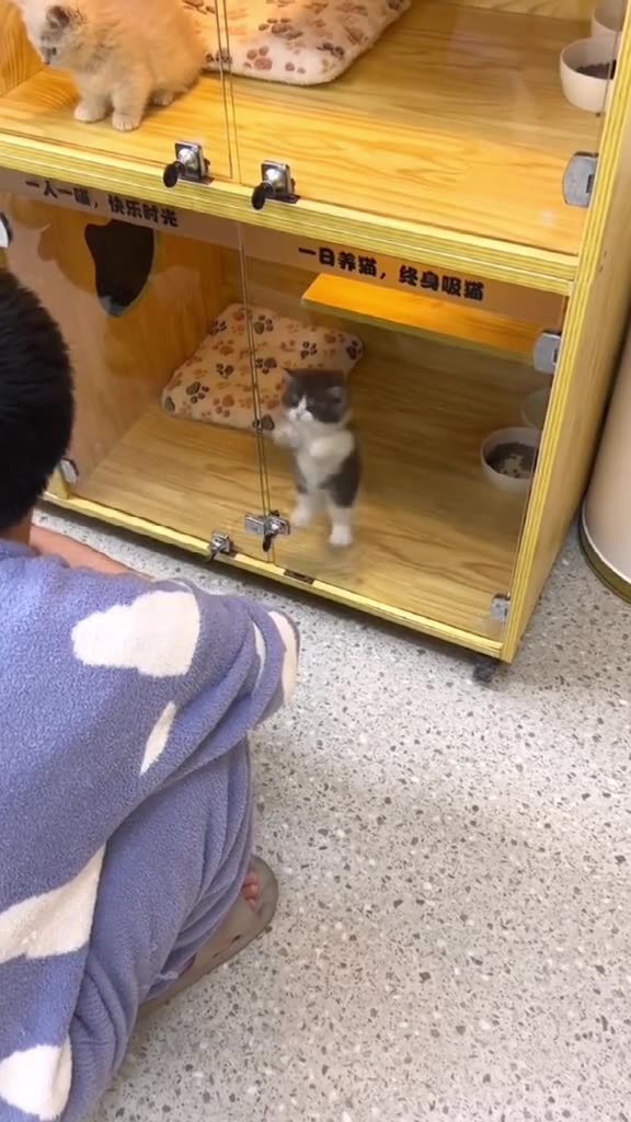 Kitty Rumble WOW fyp cat rumble pet