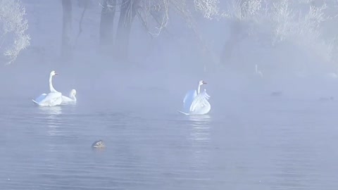 Graceful white swans sit in fairyland rime