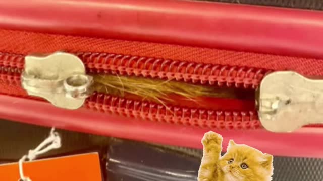 TSA officials at New York's JFK Airport found surprise stowaway
