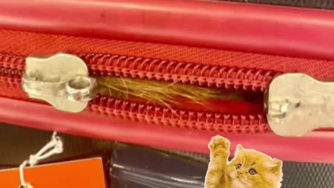 TSA officials at New York's JFK Airport found surprise stowaway