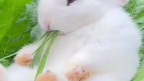 A beautiful rabbit in my garden.