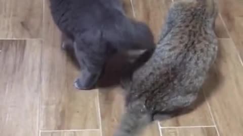 Cute and funny cat video.