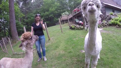 Alpacas eating apples