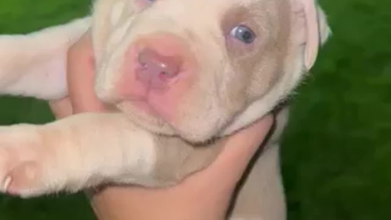 Pitbull baby pure breed cute newborne