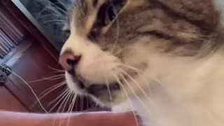 Kitty Begs for Kisses With Meows