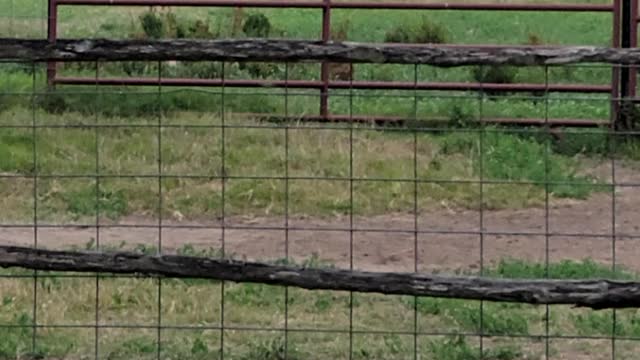 First day for baby donkey in big pasture