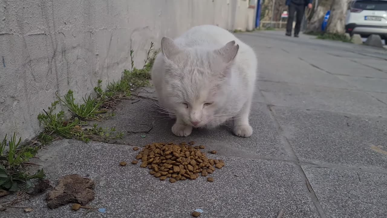 The White Cat Is Furious And Very Aggressive Today.