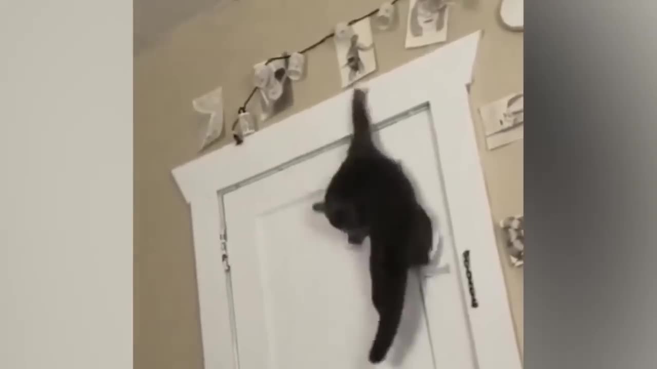 Funny animals videos 2024|funny cats/dogs | try not to laugh