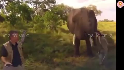 Funny Elephant