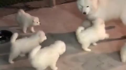 When Papa Dog comes Around, the puppies are happy