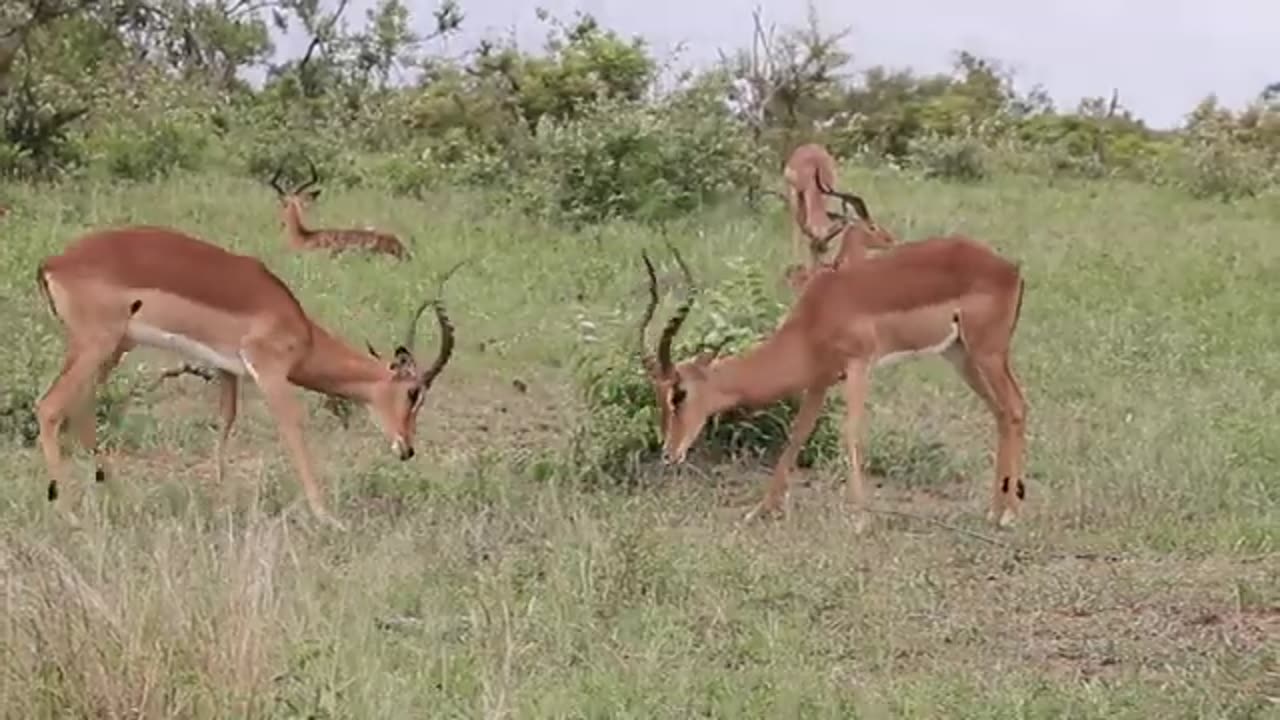 Impala Rams Fighting Copyright Free Animal Videos