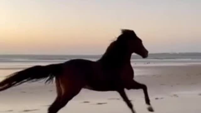 Latest version of the year|Super cool horses | Interesting pet dogs and cats