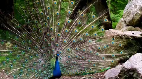 Colourful peacock in the World