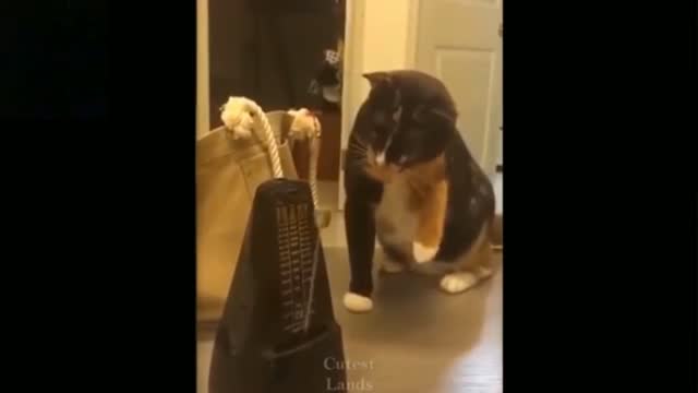 Cat 🐈😻 funny crazy 🤪 cat 🐈 video