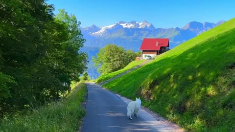 Beautiful Place | Dog Running 🥰🏞️