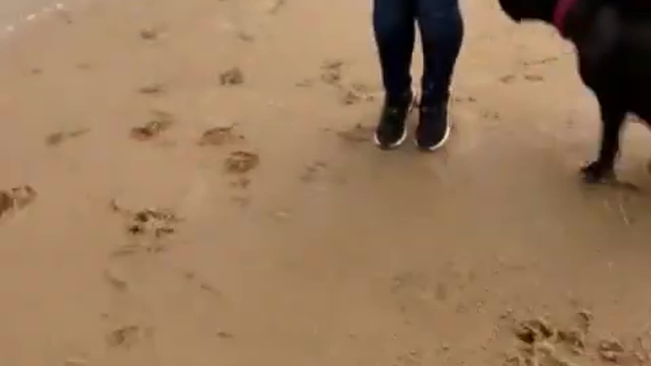 Dog Sweeps Nana Off Her Feet