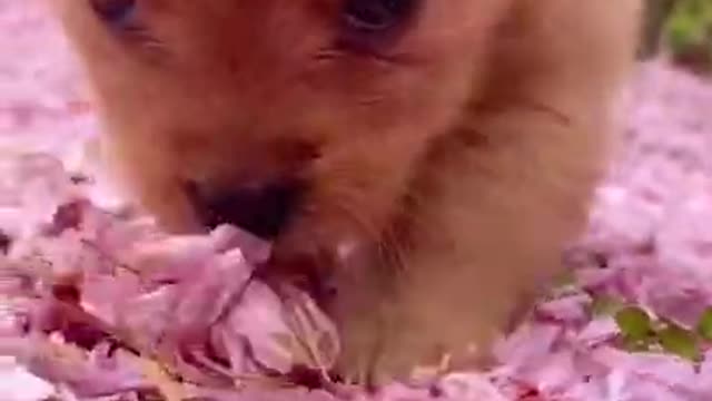 Funny baby animals videos 3