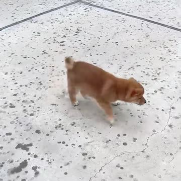 😹Funny Animals Awww! Prepare for Cuteness Overload!😍 | Animals LOL Moments