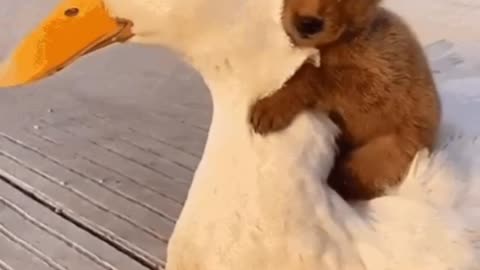 Cute Animal Gif 💗