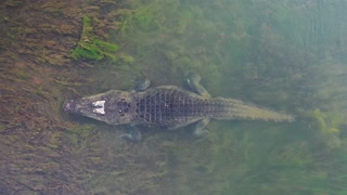 Saltwater Crocodile Slowly Disappears