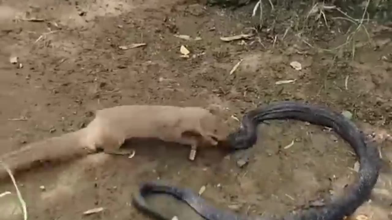 Black Cobra Can't Escape from the Attacks of little Mongoose