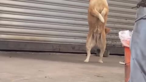 Dogs funny video